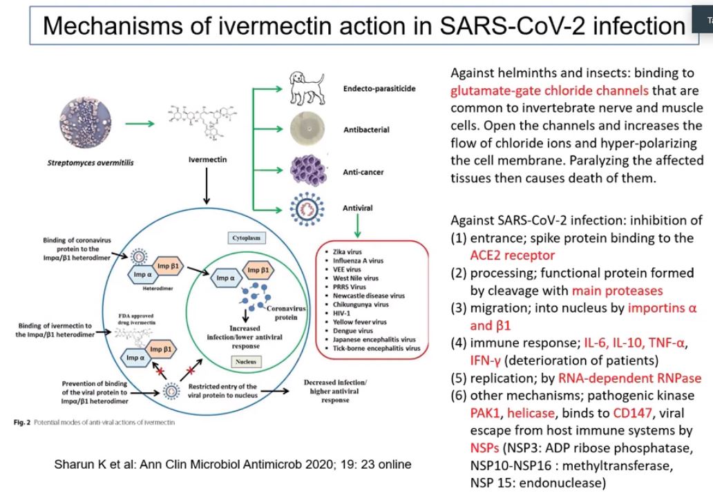 Ivermectin Mechanisms Viruses