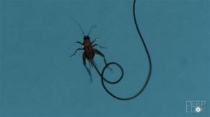 Mindcontrolparasites