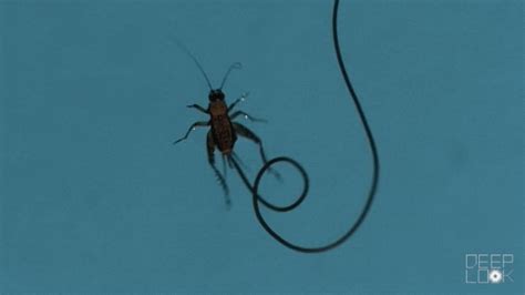 Mindcontrolparasites