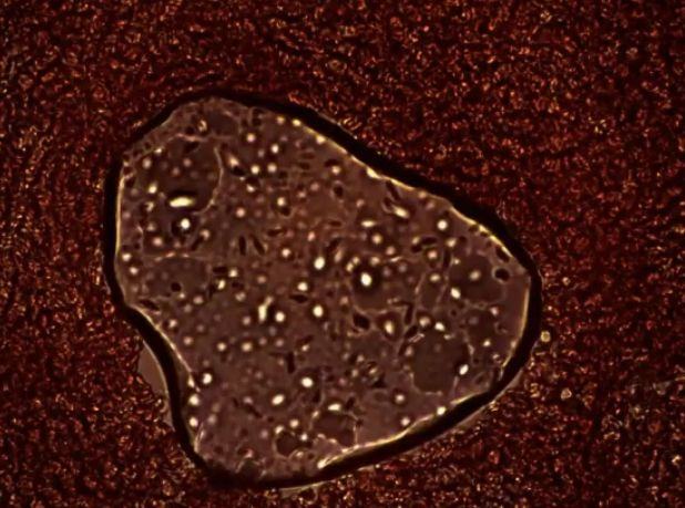 Drphilippe Blood 13 Graphene Gigantic