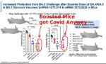 Boostered Mice Got Covid