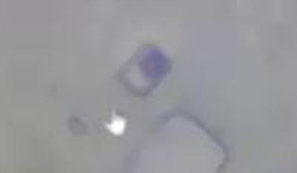 Davidnixon Donut Rectangle2