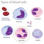 Types Blood Cells Neutrophils