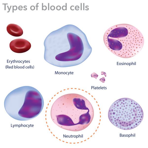 Types Blood Cells Neutrophils