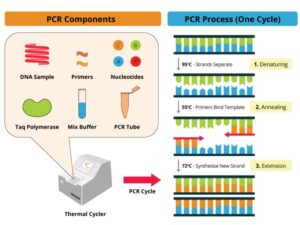 Pcr