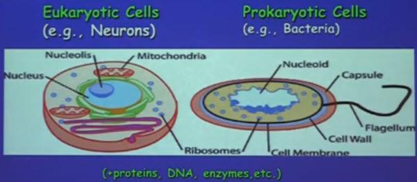 Akyildiz Nanomachines In Nature Organic Nanomachines