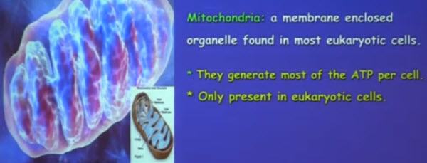 Akyildiz Mitochondria Atp Battery