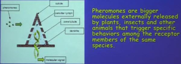 Akyildiz Moth Antenna