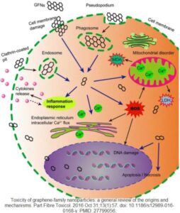 Toxicity Graphene Family Nanoparticles