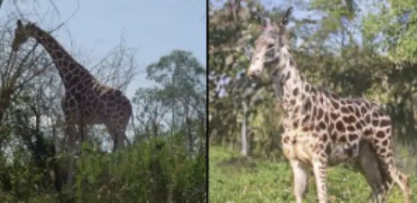 Ai Read Mind Giraffe