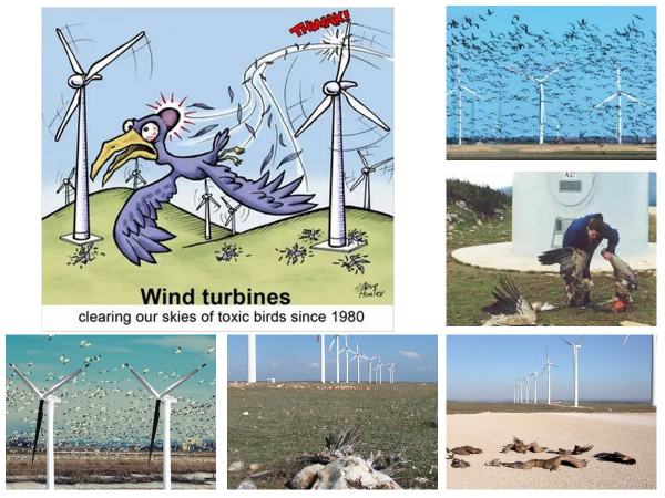 Wind Turbines Killing Birds Collage